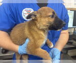 Small German Shepherd Dog Mix