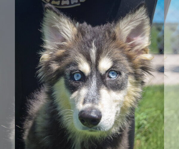 Medium Photo #1 Siberian Husky-Unknown Mix Puppy For Sale in Huntley, IL, USA
