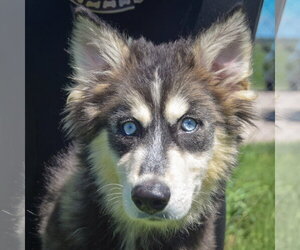 Siberian Husky-Unknown Mix Dogs for adoption in Huntley, IL, USA