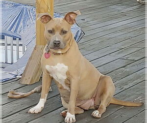 Bonnie (bonded to Clyde) - Female Boxer Dog for Adoption - Photo #2