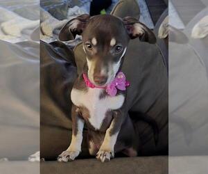 Chiweenie Dogs for adoption in Los Angeles, CA, USA