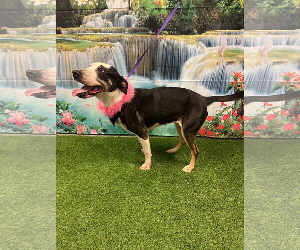 Medium Photo #2 Bull Terrier-Unknown Mix Puppy For Sale in Euless, TX, USA