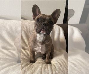 Mother of the French Bulldog puppies born on 04/01/2023