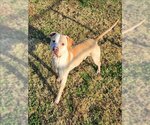 Small Photo #1 American Pit Bull Terrier Puppy For Sale in Grovetown, GA, USA