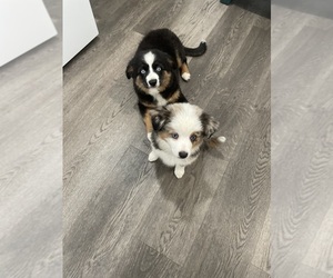 Miniature Australian Shepherd Puppy for sale in FRANKLIN, TN, USA