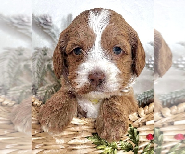 Medium Photo #4 Australian Labradoodle-Goldendoodle Mix Puppy For Sale in BAKERSFIELD, CA, USA