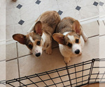 Small Photo #1 Pembroke Welsh Corgi Puppy For Sale in SURFSIDE, SC, USA