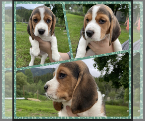 Beagle Puppy for sale in BONNERS FERRY, ID, USA