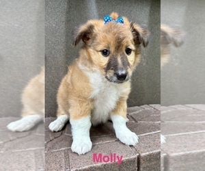 Collie-English Shepherd Mix Puppy for sale in FAIR HAVEN, MI, USA