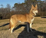Small #1 Huskies  Mix