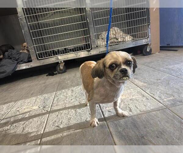 Medium Photo #1 Pekingese-Unknown Mix Puppy For Sale in Grand Prairie, TX, USA