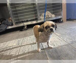 Pekingese-Unknown Mix Dogs for adoption in Grand Prairie, TX, USA