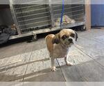 MANZANITA - Female Pekingese-Unknown Mix Dog for Adoption - Small photo