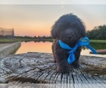 Small #2 Miniature Australian Shepherd-Poodle (Toy) Mix