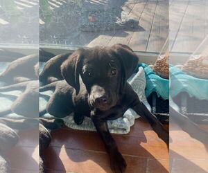 Labbe Dogs for adoption in Wheaton, IL, USA