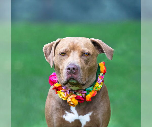 Medium Photo #9 Mutt Puppy For Sale in Unionville, PA, USA