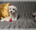 Puppy Tater Maltese