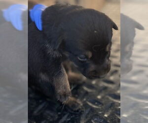 Mutt Dogs for adoption in HESPERIA, CA, USA