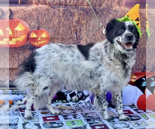 Medium Photo #4 Australian Shepherd-Unknown Mix Puppy For Sale in Lake Elsinore, CA, USA