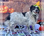 Small #3 Australian Shepherd Mix