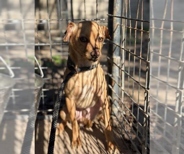 Medium Photo #1 Chihuahua Puppy For Sale in Santa Maria, CA, USA