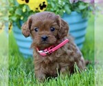 Image preview for Ad Listing. Nickname: Darlene