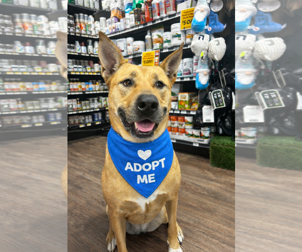 Medium Photo #5 Black Mouth Cur-Carolina Dog Mix Puppy For Sale in Euless, TX, USA