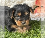 Small #2 Yorkshire Terrier