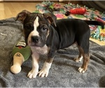 Puppy 2 American Bully