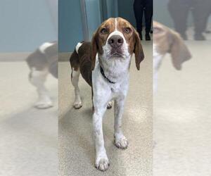 Mutt Dogs for adoption in Newton, NC, USA