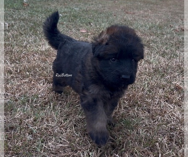 Medium Photo #1 German Shepherd Dog Puppy For Sale in MORRILTON, AR, USA