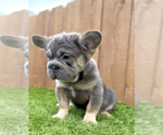 Small Photo #16 French Bulldog Puppy For Sale in ATHERTON, CA, USA