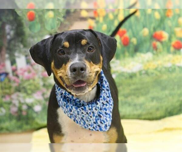 Medium Photo #2 Mutt Puppy For Sale in Placerville, CA, USA
