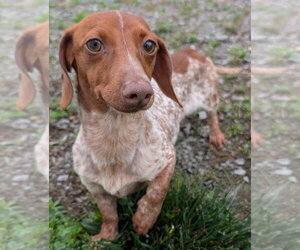 Dachshund Dogs for adoption in Shelbyville, TN, USA