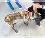 Small #2 Mutt