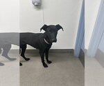Small #5 Labrador Retriever Mix