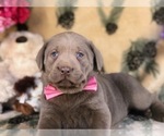 Small Photo #5 Labrador Retriever Puppy For Sale in CLAY, PA, USA