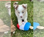 Puppy Lily Jr Australian Shepherd-Miniature Australian Shepherd Mix