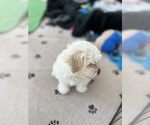 Small Photo #13 Zuchon Puppy For Sale in RAINBOW, CA, USA