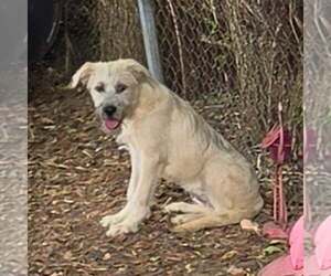 Poodle (Standard)-Unknown Mix Dogs for adoption in SHERBURNE, NY, USA