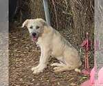 Small Poodle (Standard) Mix