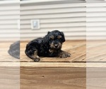 Small #6 YorkiePoo