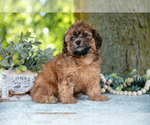Puppy Morgan Poodle (Miniature)-ShihPoo Mix