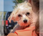 Small #3 Maltese