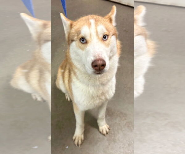 Medium Photo #1 Siberian Husky Puppy For Sale in Amarillo, TX, USA