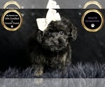 Puppy babygirl Morkie