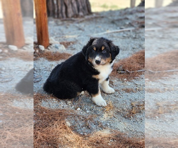 Medium Photo #6 Australian Shepherd Puppy For Sale in MORONGO VALLEY, CA, USA
