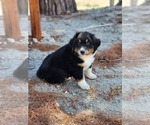 Small #5 Australian Shepherd