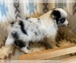 Small #4 Shetland Sheepdog