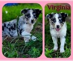 Puppy Virginia Border Collie
